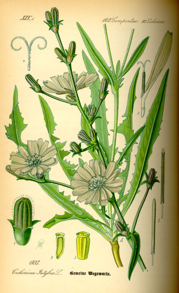 cichorium